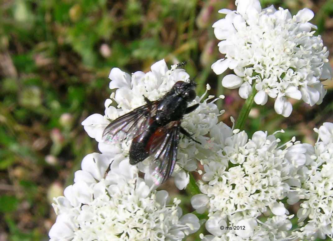 ID Rhiniphoridae: Melanophora roralis e Stevenia sp.